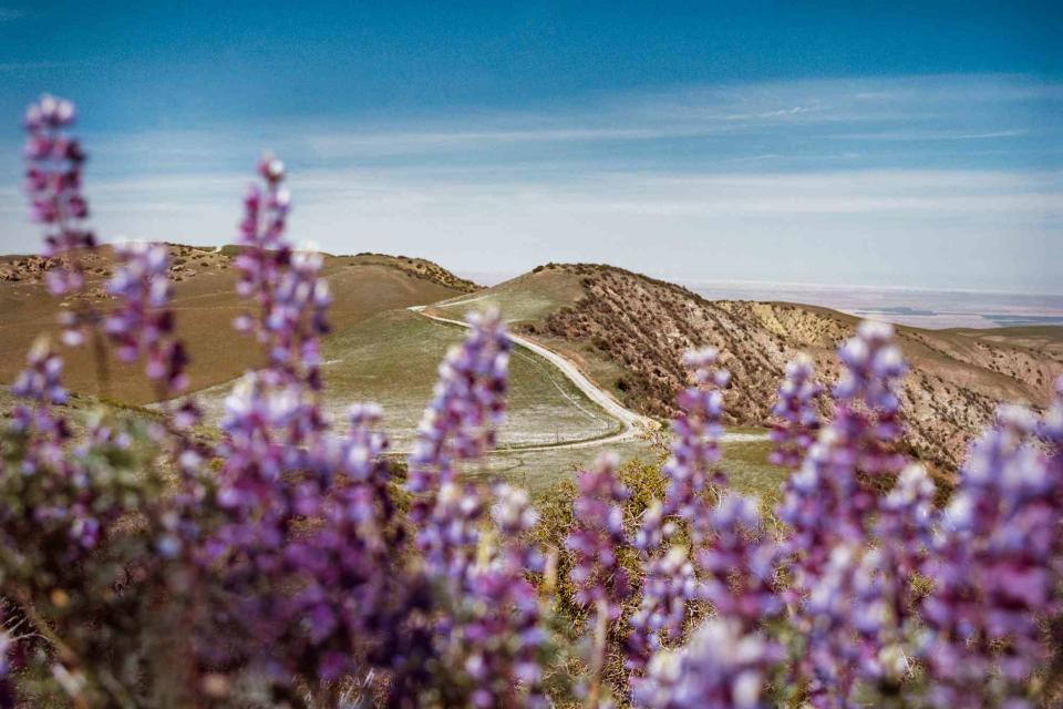 <p>Jessica Sample</p> Wildflowers at Bitter Creek National Wildlife Refuge, near central California’s Carrizo Plain.