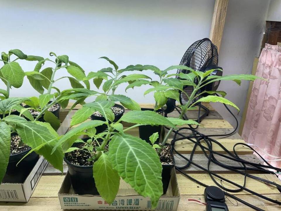 台灣首次查獲三級毒品墨西哥鼠尾草的活體植栽。（翻攝照片）