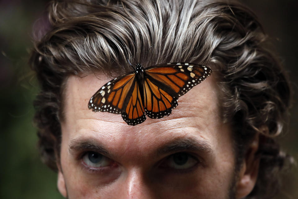 Una mariposa monarca se posa en la rente de un hombre en el santuario de Amanalco de Becerra, en las montañas cerca del extinto volcán Nevado de Toluca, el jueves, 14 de febrero del 2019. (AP Foto /Marco Ugarte)