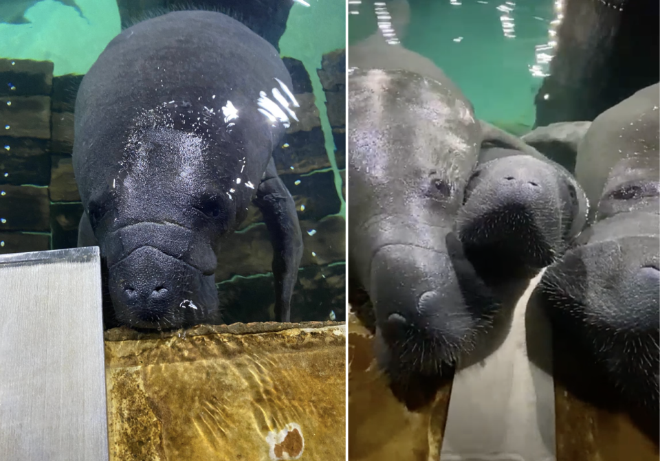 River Wonders’ newest West Indian manatee calf calmly waits to be fed (left) and calf between parents (Photos: Mandai Wildlife Group) 