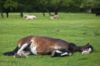 Cavalos e zebras podem dormir em pé. Eles ativam músculos que travam os joelhos e, assim, ficam preparados para predadores. Mas, quando dormem em pé, eles estão apenas cochilando. Para realmente apagar, fazem igual este aí da foto.