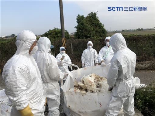 嘉義縣溪口火雞場爆禽流感，全數撲殺。（圖／防檢局提供）