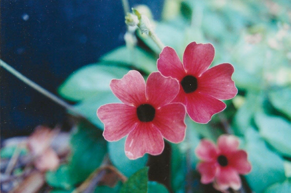 Black-eyed Susan vine grows quickly and can flower year-round.