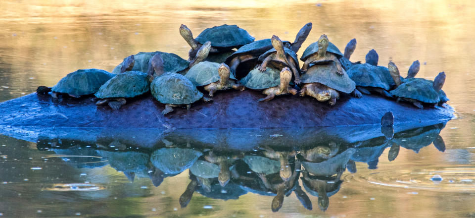 <p>Welches Transportmittel eignet sich wohl am besten, um aus dem Wasser zu kommen? Diese 18 Schildkröten entschieden sich für ein Nilpferd und nutzen die Rückenfläche des Hippopotamus gleich mal, um sich zu sonnen und etwas zur Ruhe zu kommen. Tierisch cool! (Bild: Caters News) </p>