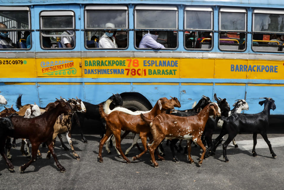 A herd of goats walk past a parked bus as passengers sit wearing masks as a precaution against the coronavirus in Kolkata, India, Monday, Aug. 10, 2020. (AP Photo/Bikas Das)