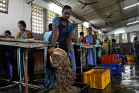 Workers paid less than $4 a day collect shrimp to peel and process in a processing shed in the hamlet of Tallarevu, Kakinada district, Andhra Pradesh, India, Sunday, Feb. 11, 2024. India became America’s leading shrimp supplier, accounting for about 40% of the shrimp consumed in the U.S., after media reports exposed modern day slavery in the Thai seafood industry. (AP Photo/Mahesh Kumar A.)