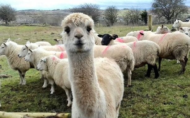 Thousands of farm animals are killed in dog attacks  - Rural Crime Team/WALES NEWS SERVICE