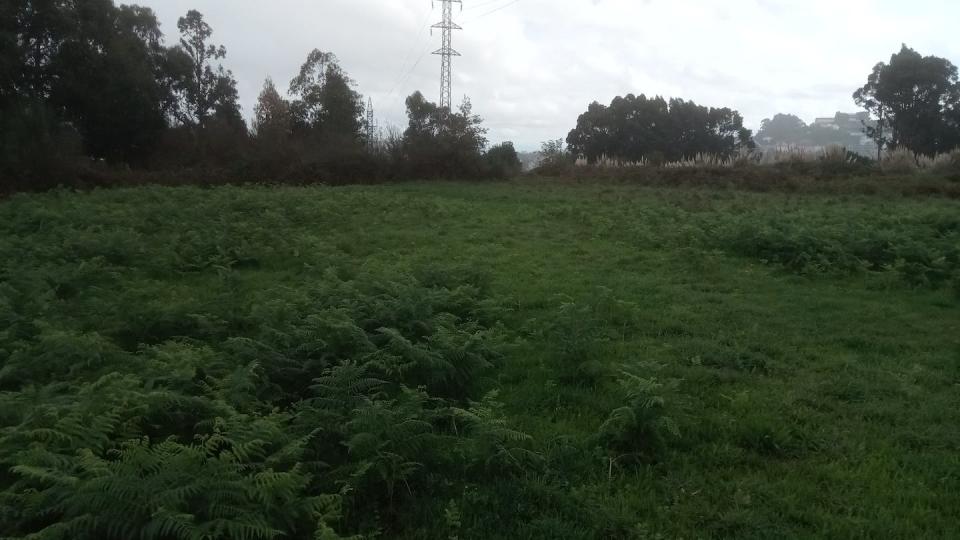 Campo de cultivo abandonado desde hace poco tiempo donde sólo hay plantas herbáceas y helechos. Alejandro Martínez Abraín, Author provided