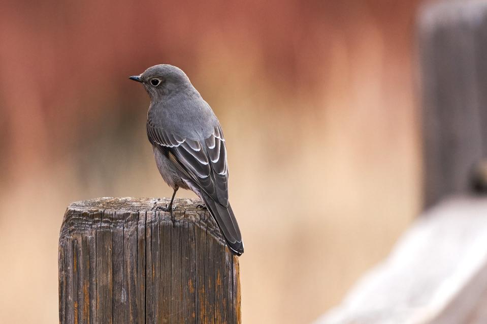 plumbeous vireo