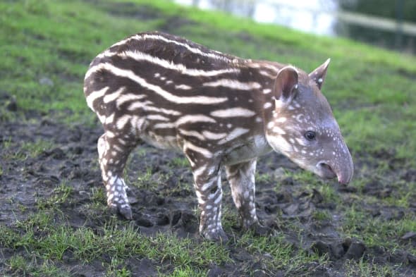 Dublin zoo faces prosecution after girl, 2, and mother attacked by tapir