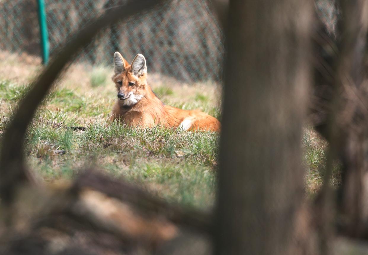 Sadie, the female maned wolf at the Louisville Zoo.