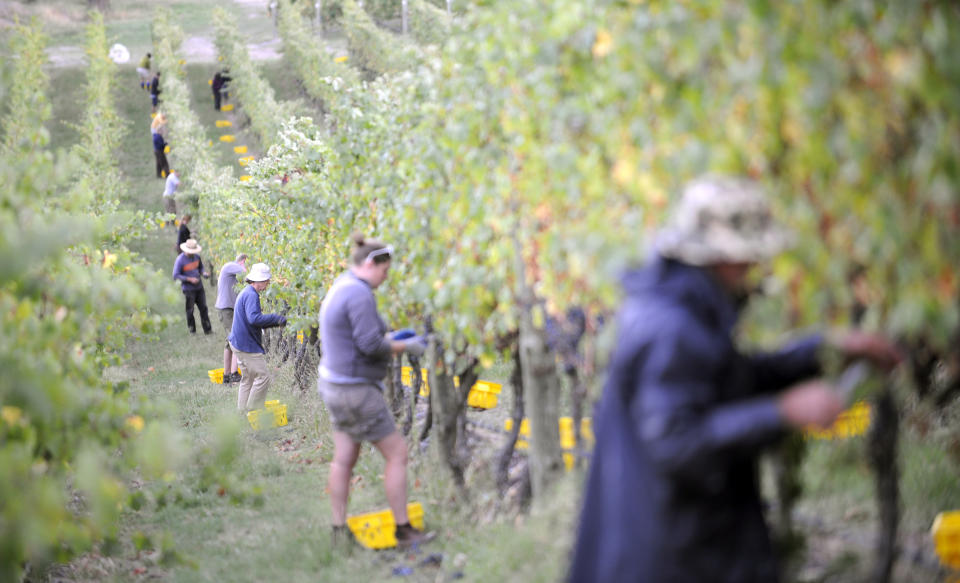 Grape pickers work at sunrise at the Giant Steps Vineyard in the Yarra Valley in Victoria.