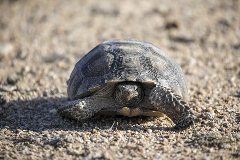 California City, CA - October 10: A desert tortoise walks in preserve Desert Tortoise Research Natural Area on Monday, Oct. 10, 2022 in California City, CA. (Irfan Khan / Los Angeles Times)