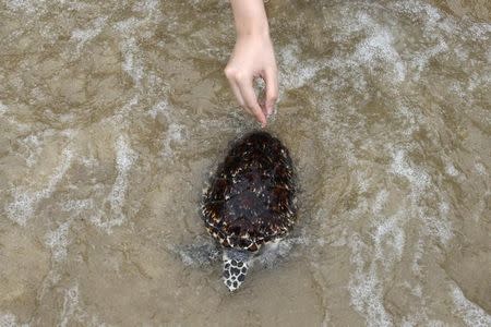 A well-wisher releases a sea turtle at the Sea Turtle Conservation Center as part of the celebrations for the upcoming 65th birthday of Thai King Maha Vajiralongkorn Bodindradebayavarangkun, in Sattahip district, Chonburi province, Thailand, July 26, 2017. REUTERS/Athit Perawongmeth