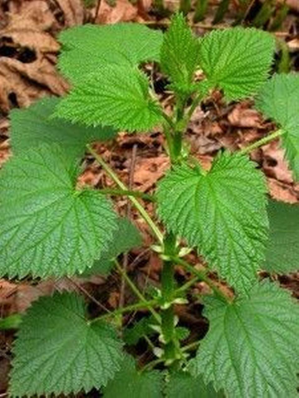 Stinging nettle (Urtica dioica). Photo by Ben Legler