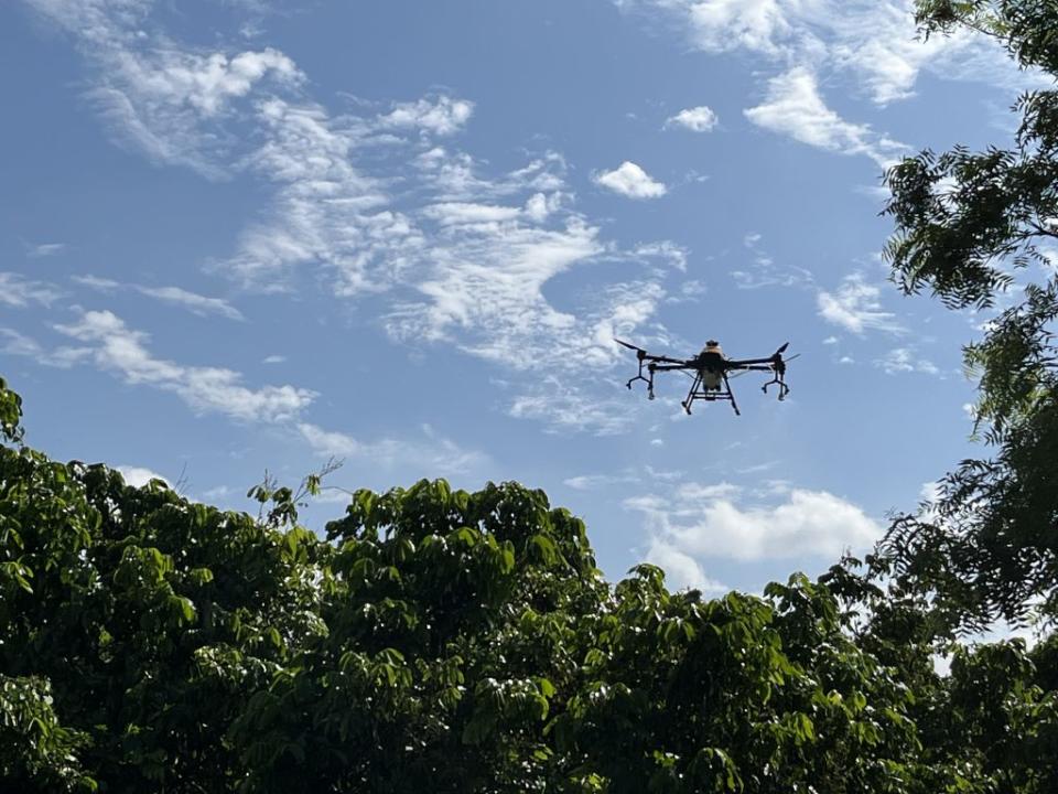 推動智慧農業，台南市今年首度使用無人機噴灑「皂鹽」來防治荔枝椿象。（市府提供）