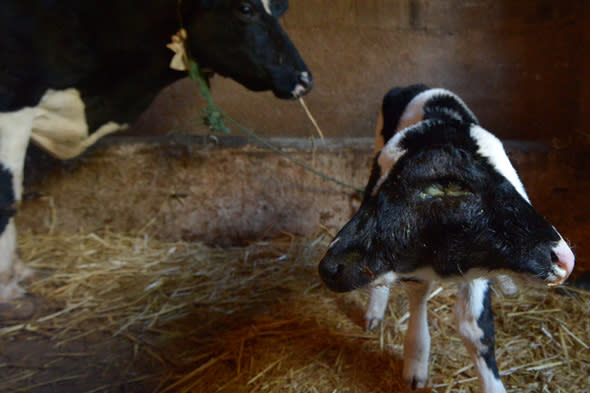 A two-headed calf, named Sana Saida (Happy New Year in Arabic) is seen in the Moroccan village of Sefrou, 20 kilomtres from the moutainous town of Fez on January 3, 2014. The calf was born on December 30, 2013. AFP PHOTO / FADEL SENNA        (Photo credit should read FADEL SENNA/AFP/Getty Images)