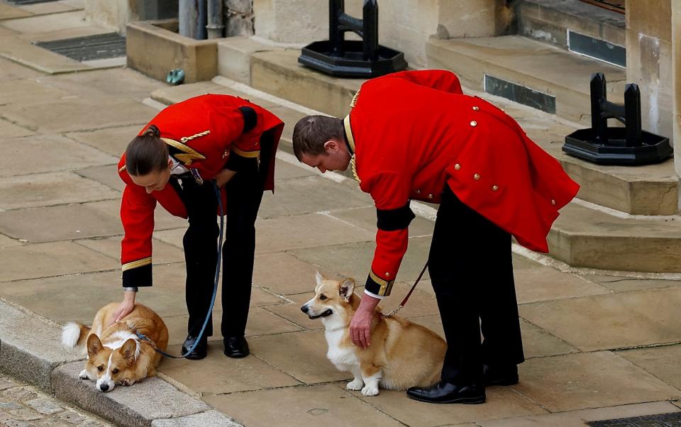 Muick and Sandy, the late Queen's corgis, are now being taken care of by the Duke and Duchess of York - PETER NICHOLLS 