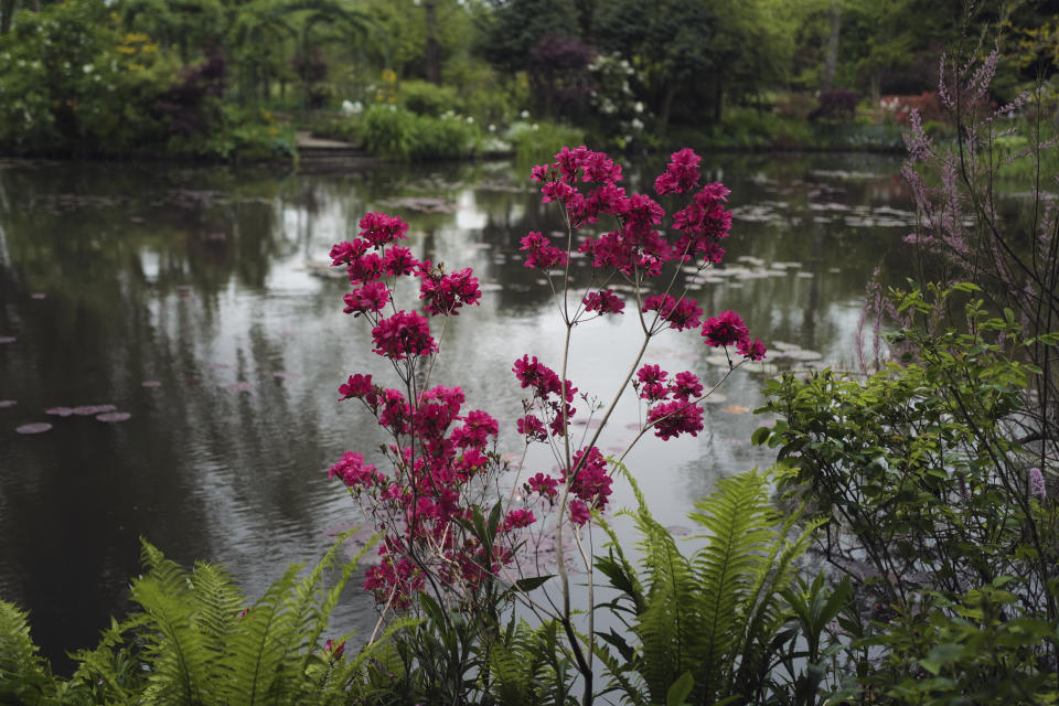 The Japanese-inspired water garden of Claude Monet's house, French impressionist painter who lived from 1883 to 1926, waits ahead of the re-opening, in Giverny, west of Paris, Monday May 17, 2021. Lucky visitors who'll be allowed back into Claude Monet's house and gardens for the first time in over six months from Wednesday will be treated to a riot of color, with tulips, peonies, forget-me-nots and an array of other flowers all competing for attention. (AP Photo/Francois Mori)