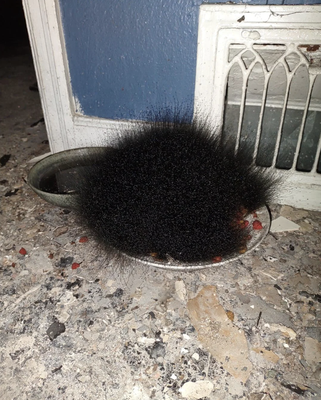 A fluffy black object resembling an animal  on top of a food bowl