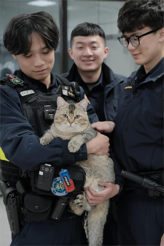 「非常重」迷路萌貓回家了　飼主疏於照顧挨罰3千