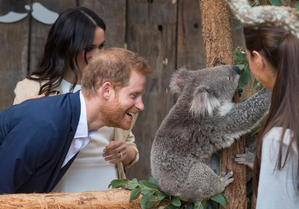 Prince Harry and Meghan Markle visited a koala at a Sydney Zoo, and the koala seemed unfazed by their presence. See the unimpressed koala here.