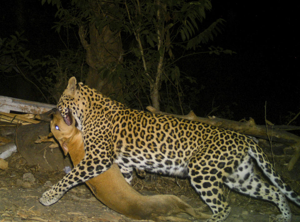 A leopard is seen walking away with its kill a dog from Aarey colony near Sanjay Gandhi National Park over looking Mumbai city, India, May, 26, 2017. Los Angeles and Mumbai, India are the world’s only megacities of 10 million-plus where large felines breed, hunt and maintain territory within urban boundaries. Long-term studies in both cities have examined how the big cats prowl through their urban jungles, and how people can best live alongside them. ( Nikit Surve, Wildlife Conservation Society – India/ Sanjay Gandhi National Park via AP)