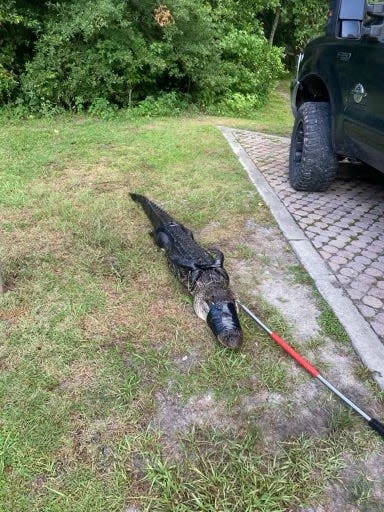 Captured alligator