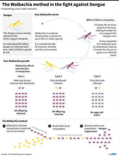 Graphic on how the walbachia bacteria is being used on mosquitoes to eliminate the spread of Dengue fever