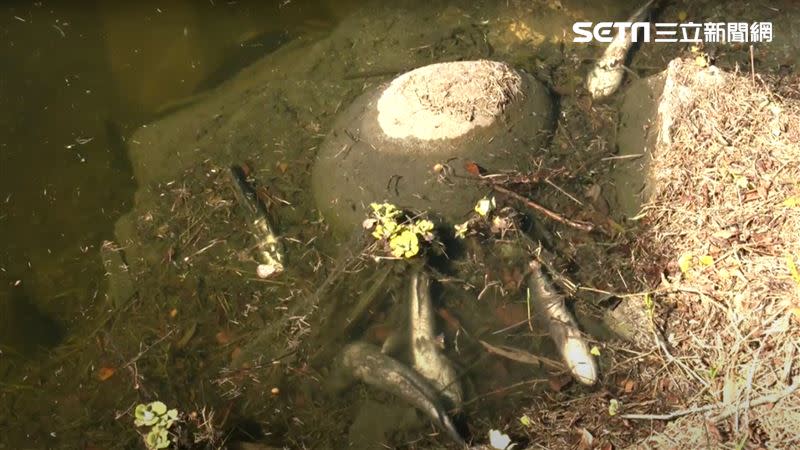 上一波寒流來台，就已經有釣魚的民眾發現有4～5隻的泰國鱧死亡。（圖／記者王浩原攝影）