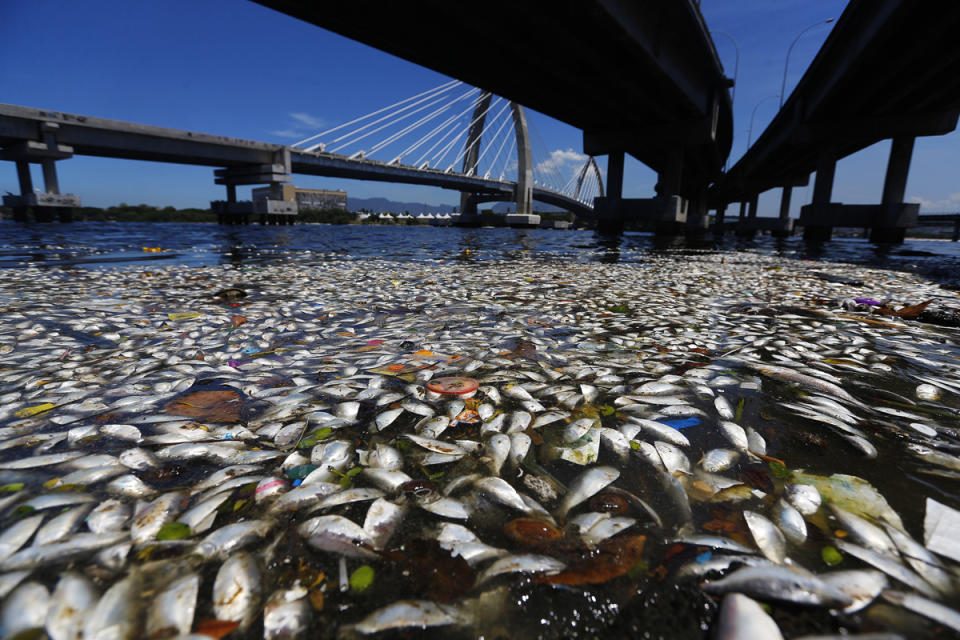 dead fish rio de janeiro 2