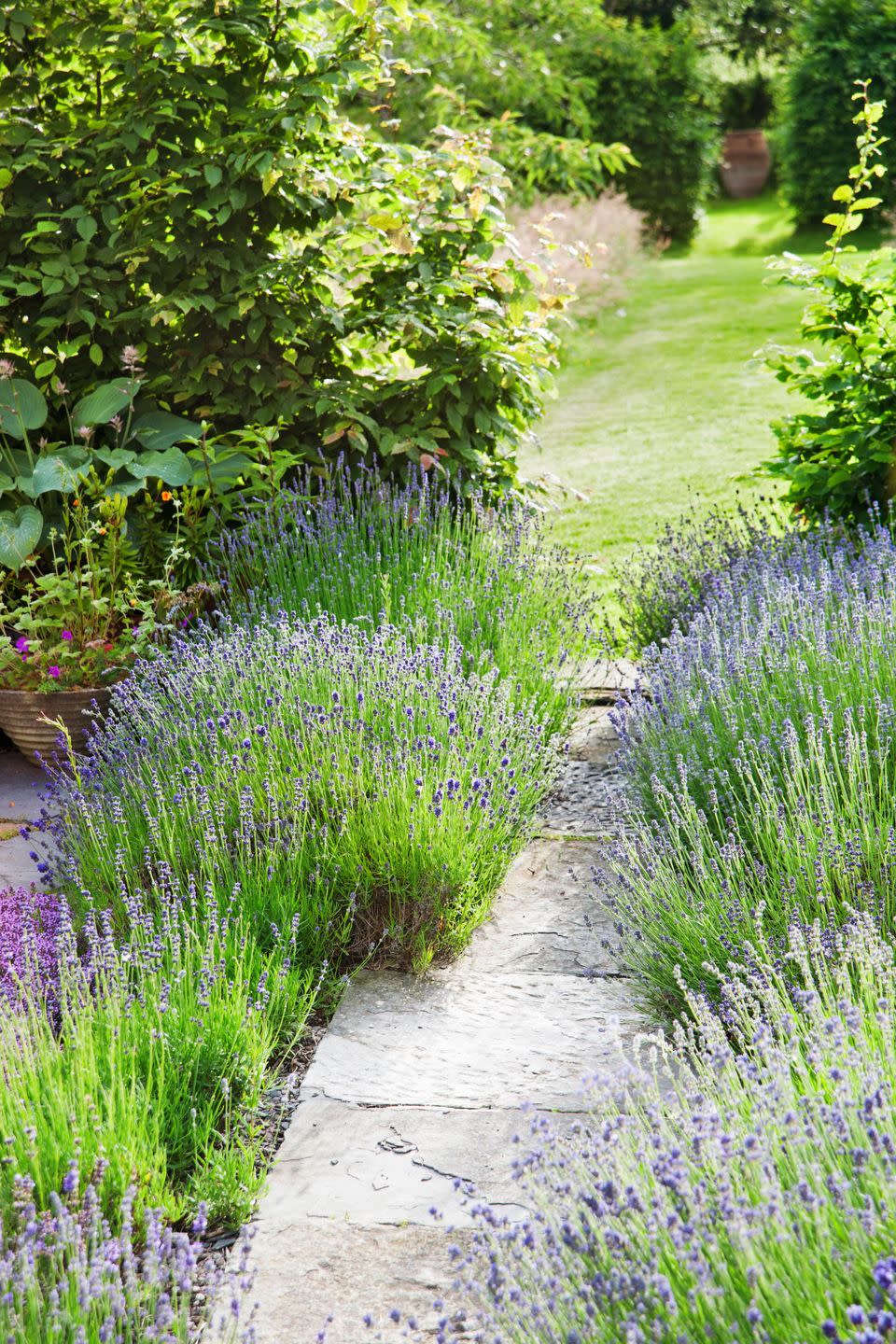 <p>Lavender is practically indestructible, comes in beautiful hues, and is deer-resistant.</p><p><strong><a href="https://www.countryliving.com/gardening/garden-ideas/g1864/lavender-crafts-and-recipes/" rel="nofollow noopener" target="_blank" data-ylk="slk:Read more about how to grow lavender;elm:context_link;itc:0;sec:content-canvas" class="link ">Read more about how to grow lavender</a>.</strong></p><p><a class="link " href="https://www.amazon.com/Seed-Collection-Varieties-Pollinated-Needs/dp/B01MR09A0X?tag=syn-yahoo-20&ascsubtag=%5Bartid%7C10050.g.1432%5Bsrc%7Cyahoo-us" rel="nofollow noopener" target="_blank" data-ylk="slk:SHOP LAVENDER SEEDS;elm:context_link;itc:0;sec:content-canvas">SHOP LAVENDER SEEDS</a><br></p>