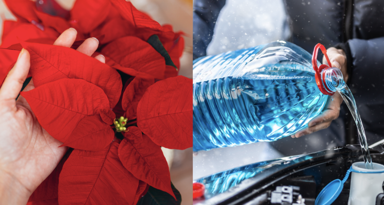 From antifreeze to pointsettas, there are plenty of winter pet hazards to be aware of. (Photos via Getty Images)