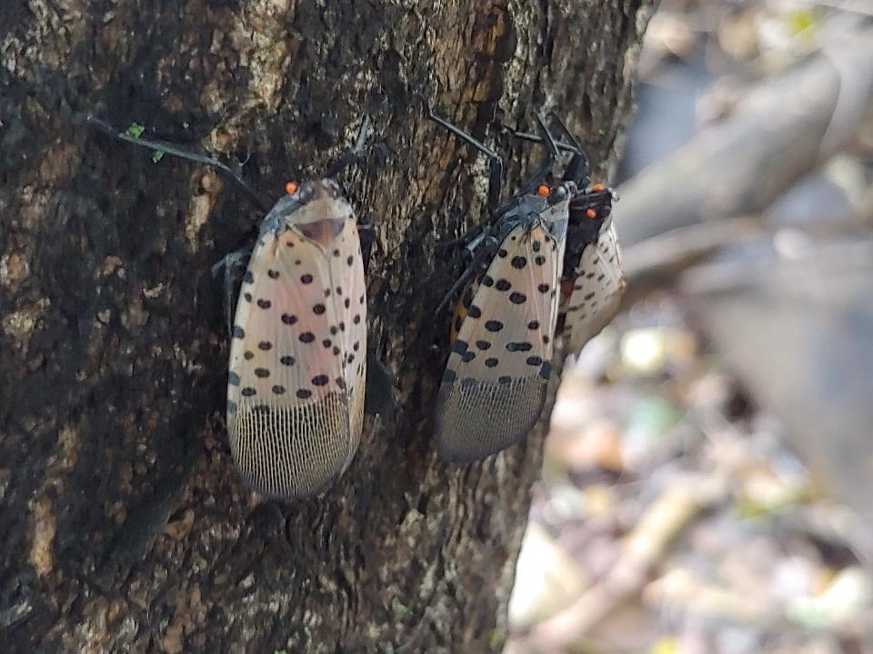 Adult spotted lanternflies have a distinctive pattern of dots on their bodies.