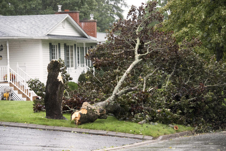 A downed tree is shown in a yard in Fredericton, N.B. on Saturday, Sept. 16, 2023. Severe conditions were predicted across parts of Massachusetts and Maine, and hurricane conditions could hit the Canadian provinces of New Brunswick and Nova Scotia, where the storm, Lee, downgraded early Saturday from hurricane to post-tropical cyclone, was expected to make landfall later in the day. (Stephen MacGillivray /The Canadian Press via AP)