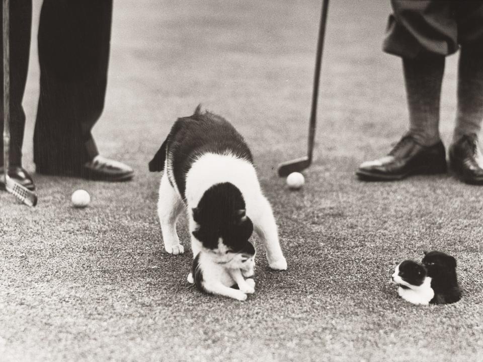 golfing cats