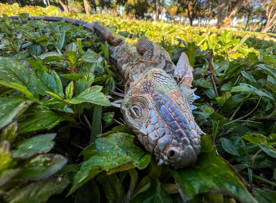 An iguana stunned from the cold in Dreher Park in West Palm Beach, Florida on January 31, 2022. The reptiles can be paralyzed for several hours until they warm up and crawl away. 