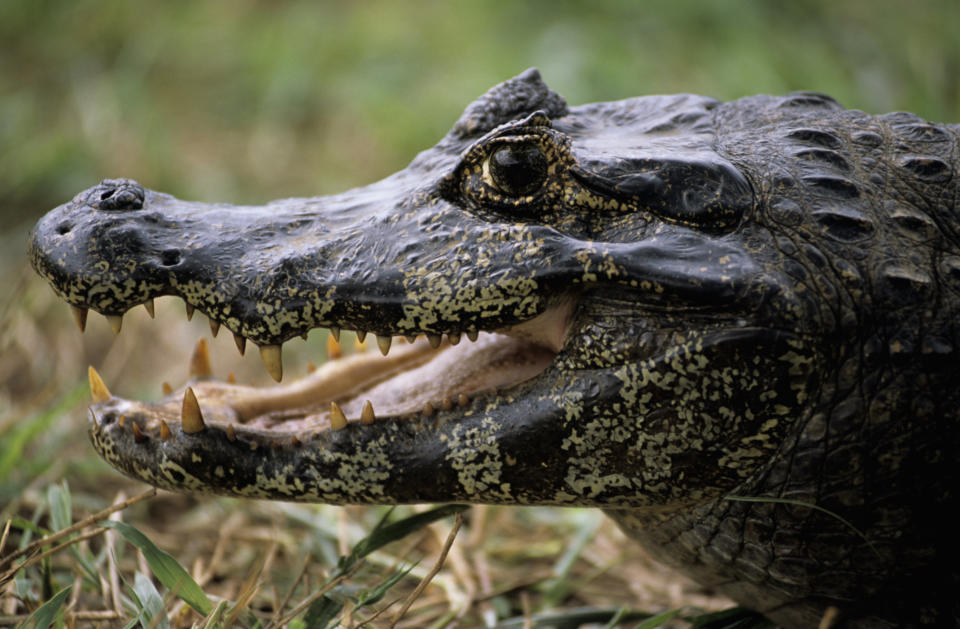 Brazil, Alligator