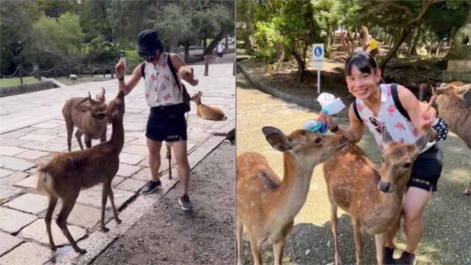 羽球／戴資穎遊日本！奈良公園被鹿群猛追 倉皇逃跑樣球迷直呼太可愛