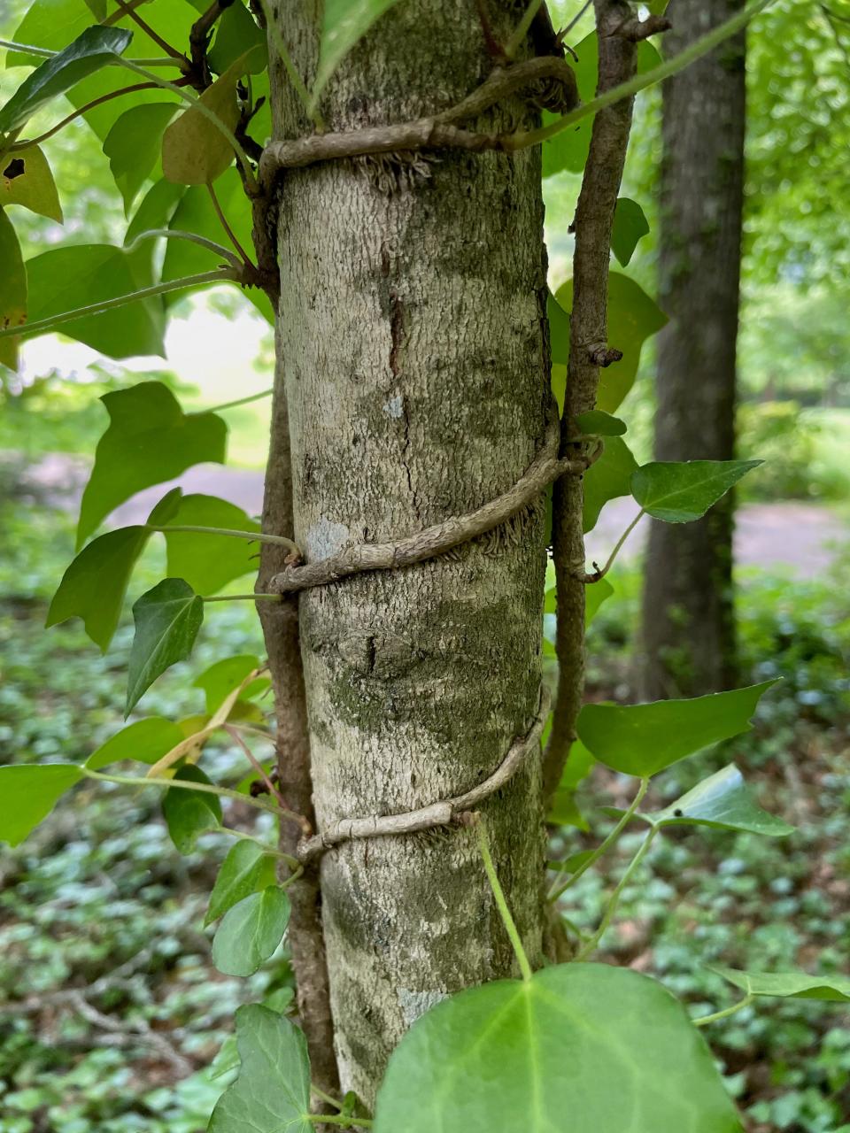 English Ivy encircles a young maple tree only four inches in diameter.