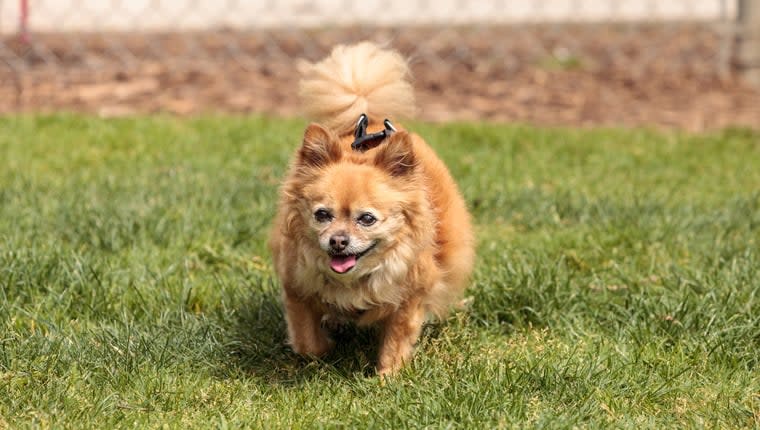 Woman Surprises Senior Dog at Childhood Home, Goes Viral