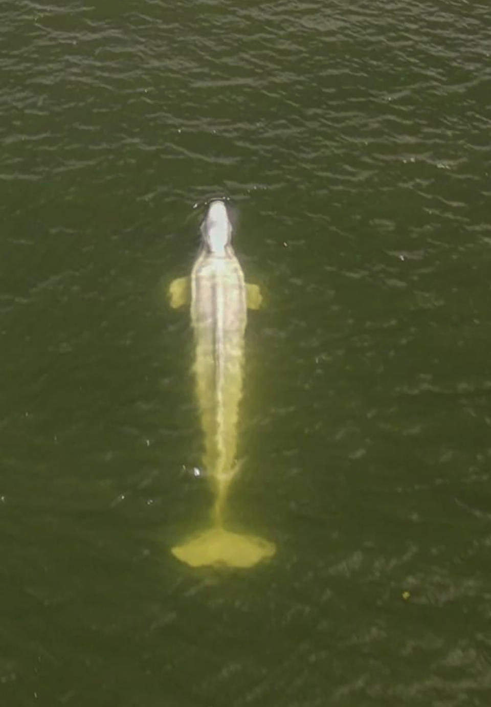 In this aerial image, taken by a drone from the environmental group Sea Shepherd, shows a Beluga whale in the Seine river in Saint-Pierre-la-Garenne region, west of Paris, Friday, Aug. 5, 2022. French authorities are tracking a Beluga whale that strayed far from its Artic habitat into the Seine River, raising fears that the ethereal white mammal could starve if it stays in the waterway that flows through Paris and beyond. French environmentalists are hoping to feed a catch of herring to a worryingly thin Beluga whale that strayed far from its Arctic habitat into the Seine River. (Sea Shepherd via AP)