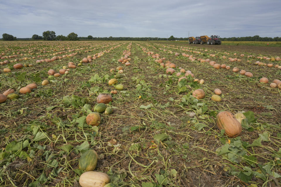 Pumpkins are seen in a field on Bill Sahs' farm, Monday, Sept. 12, 2022, in Atlanta, Ill. On the central Illinois farms that supply 85% of the world’s canned pumpkin, farmers like Sahs are adopting regenerative techniques designed to reduce emissions, attract natural pollinators like bees and butterflies and improve the health of the soil. The effort is backed by Libby’s, the 150-year-old canned food company, which processes 120,000 tons of pumpkins each year from Illinois fields. Libby’s parent, the Swiss conglomerate Nestle, is one of a growing number of big food companies supporting the transition to regenerative farming in the U.S. (AP Photo/Teresa Crawford)