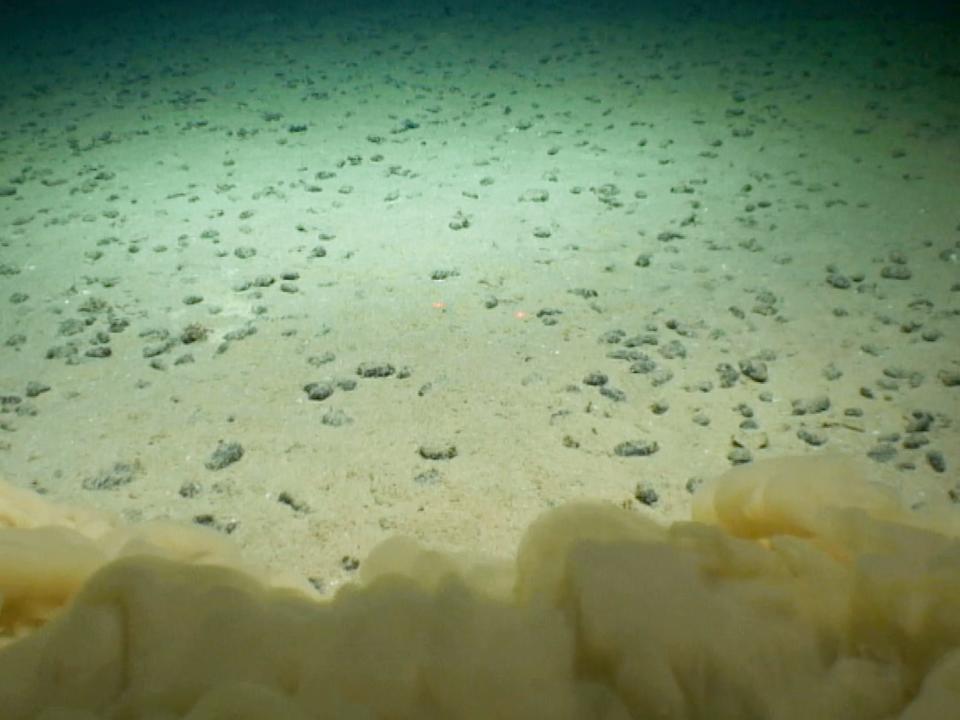 A cloud of dirt and sediment filtering in over a bed of nodules.