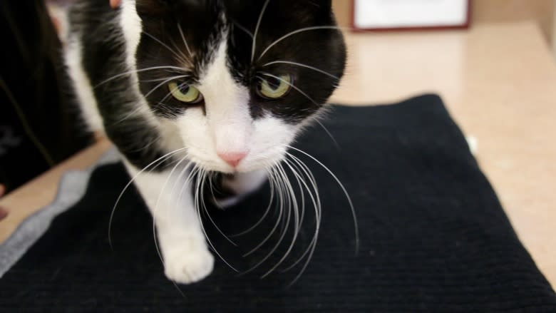 Phoenix the cat reunited with owner a decade after disappearing