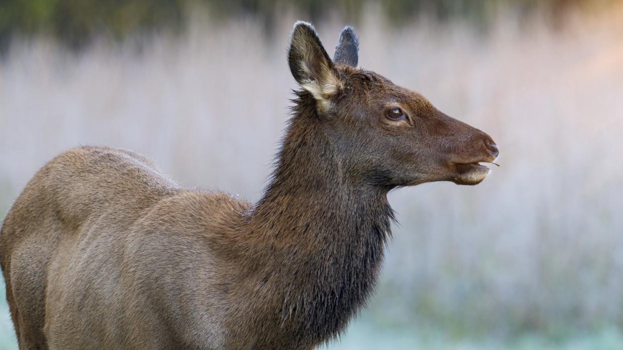  Cow elk at Yellowstone National Park. 