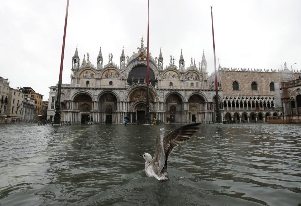 Una gaviota se alza del agua en la inundada Piazza de San Marco, Venecia, martes 12 de noviembre de 2019. La marea alta alcanzó un pico de 127 centímetros y se pronosticaba un nivel de 140 cm para las próximas horas. (AP Foto/Luca Bruno)