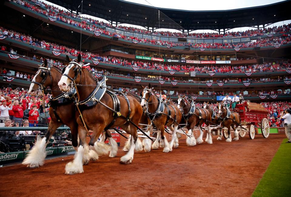 The Budweiser Clydesdales make their way around the Busch Stadium field as part of Opening Night festivities in 2017.