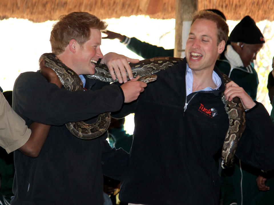 Prince Harry and Prince William (R) hold an African rock python during a visit to Mokolodi Education Centre on June 15, 2010 in Gaborone, Botswana.