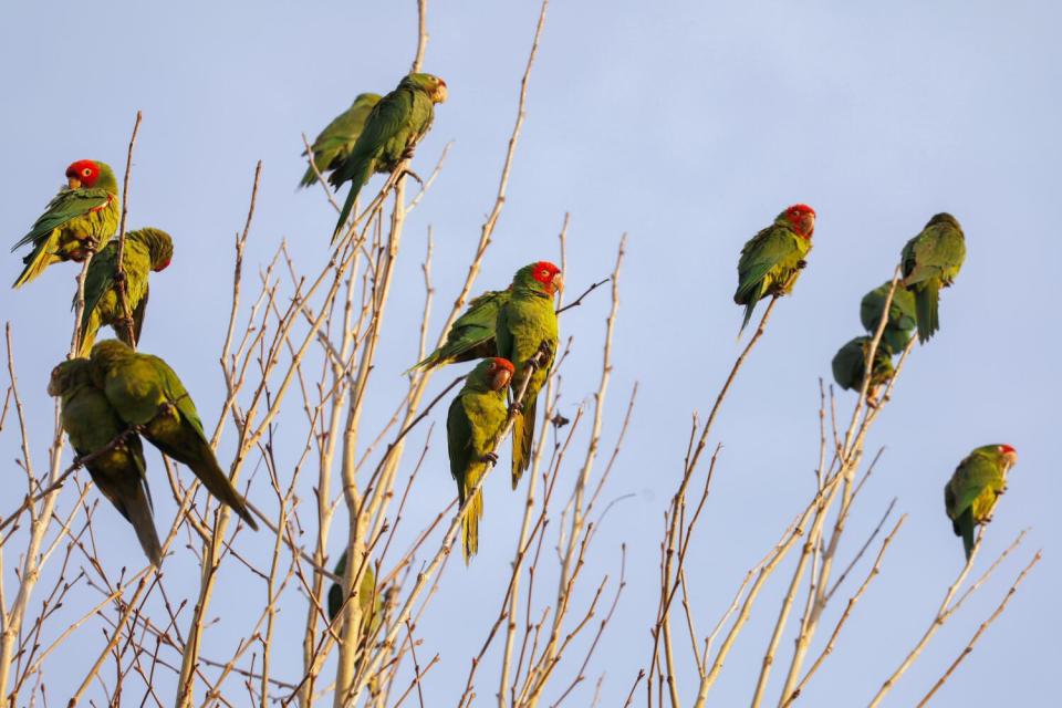 Seasonal parrots gather in a roost in Temple City, where their loudness can be overwhelming.